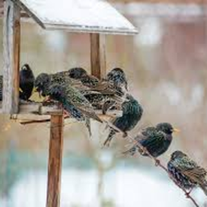 Bird Feeding Comprehension Lesson