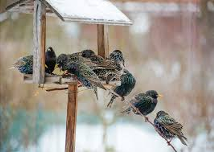 Bird Feeding Comprehension Lesson